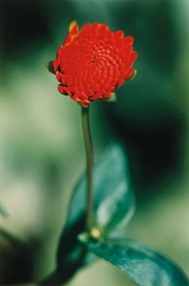 Pflanze No. 21, Dahlie, Winterthur by Thomas Struth
