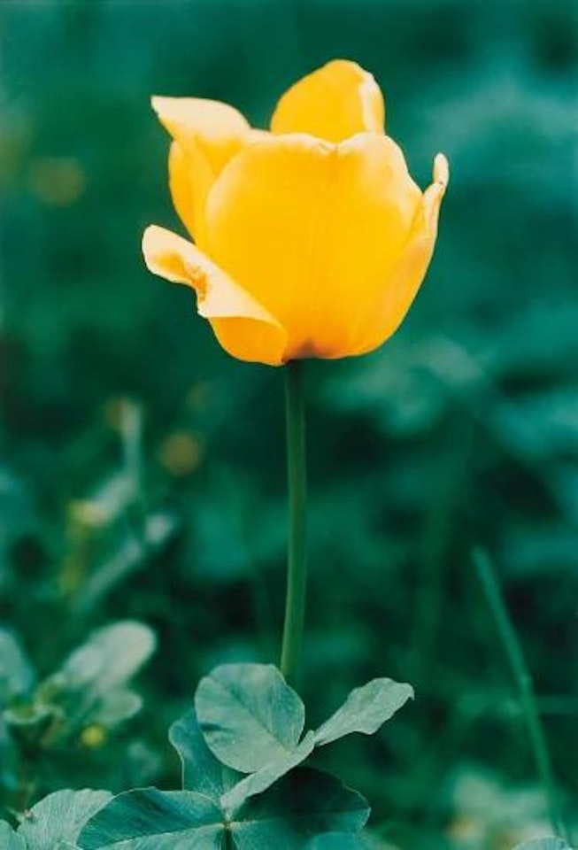 Gelbe Tulpe No. 69, Düsseldorf by Thomas Struth