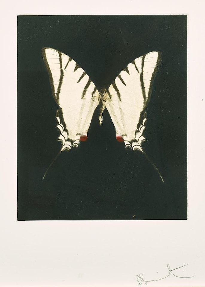 Spirit, from Butterfly Series by Damien Hirst