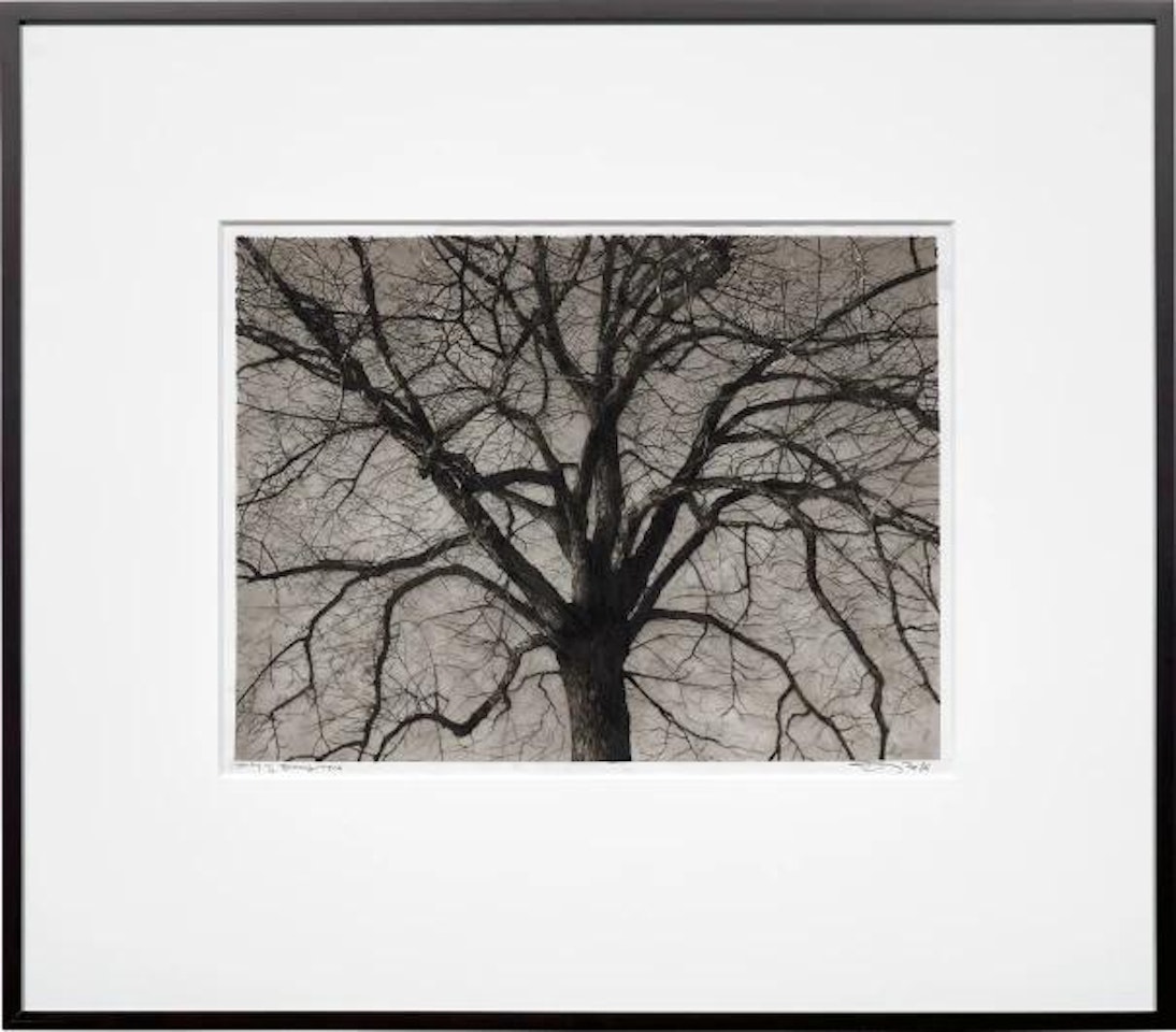 Study of Brooklyn Tree by Robert Longo