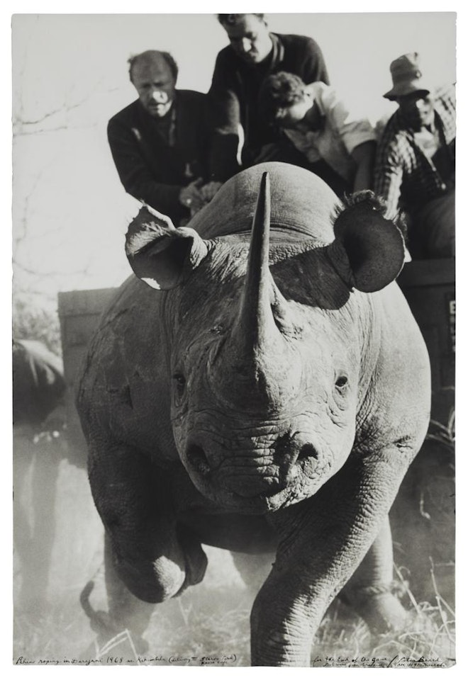 RHINO ROPING IN DARAJANI by Peter Beard