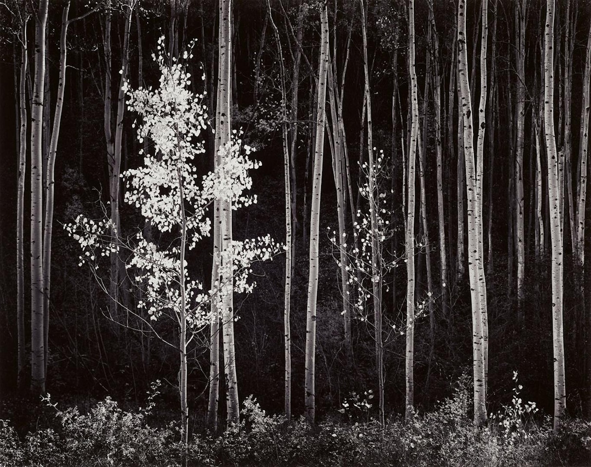 Aspens, Northern New Mexico by Ansel Adams