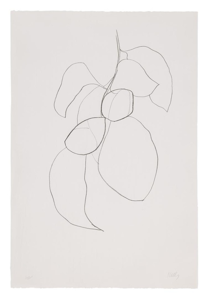 CAMELLIA III (AXSOM 43) by Ellsworth Kelly