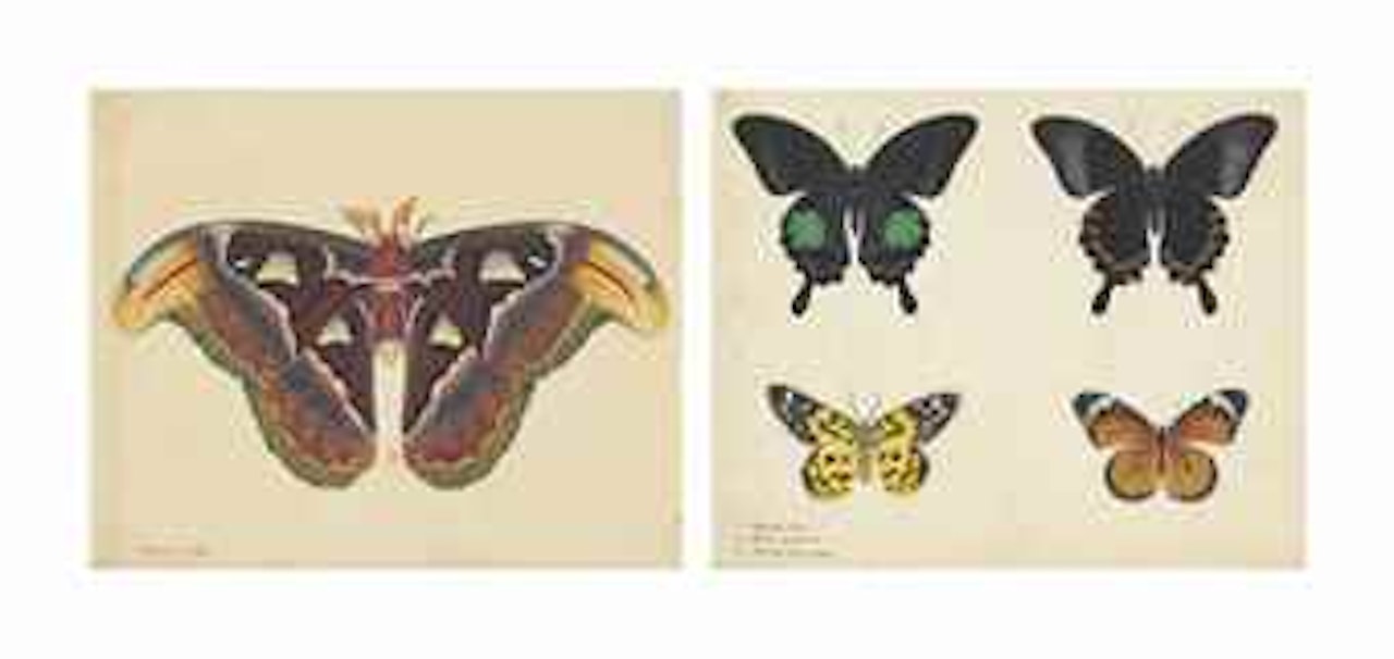 Fourteen sheets of studies of butterflies and moths by English School