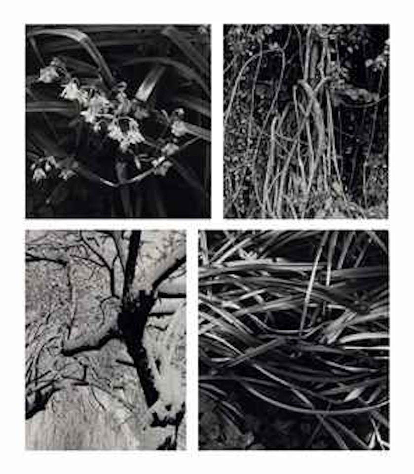 Various images from The Garden at Orgeval, 1956-76 by Paul Strand