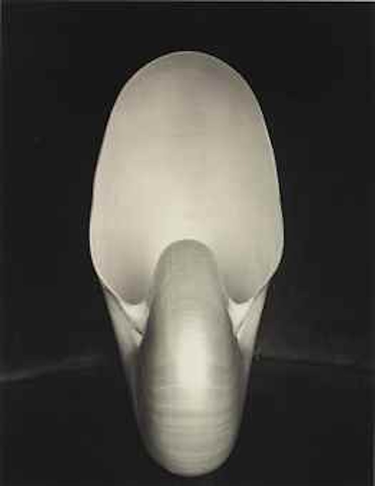 Shell, 1927 by Edward Weston
