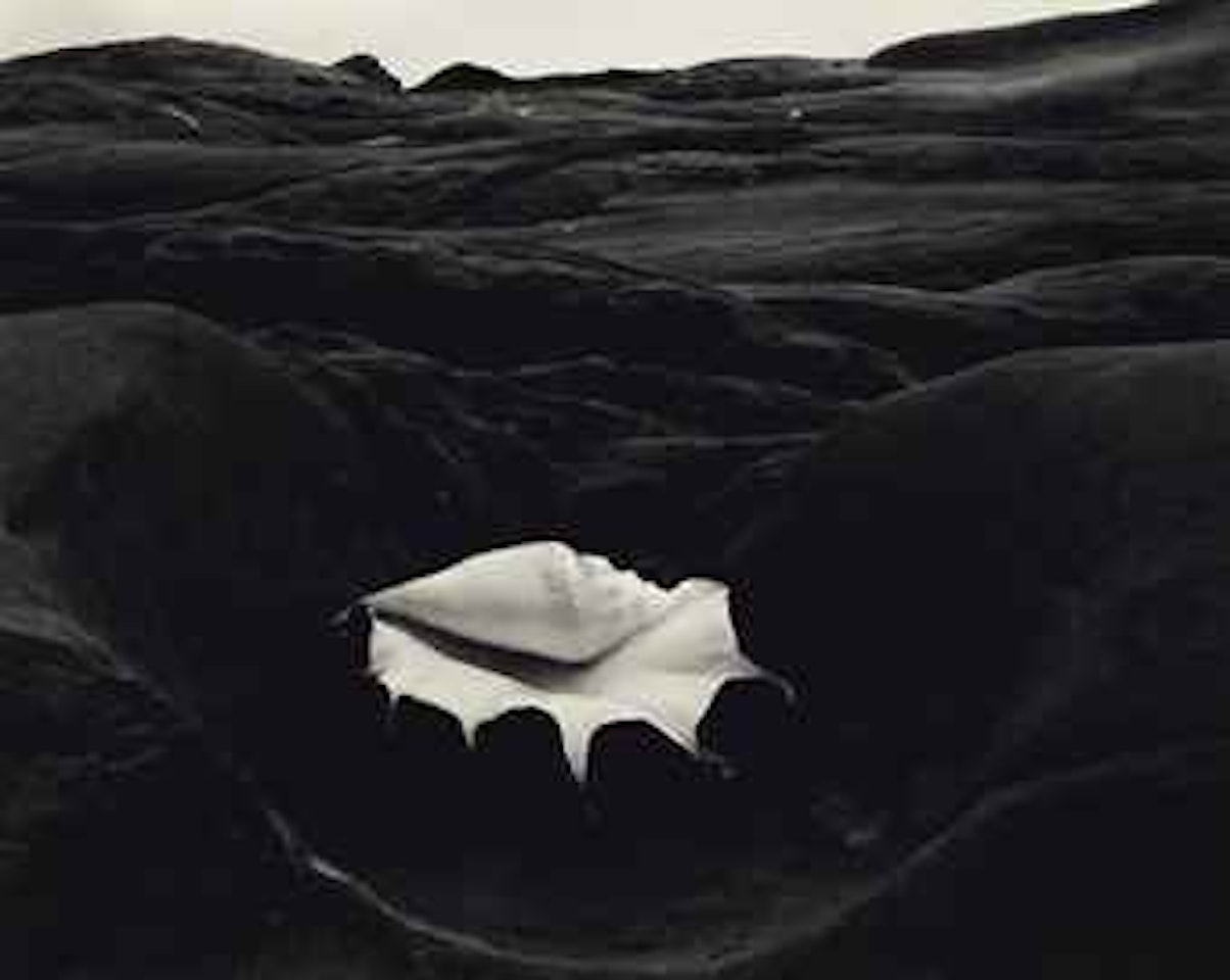 Shell and Rock Arrangement, 1931 by Edward Weston