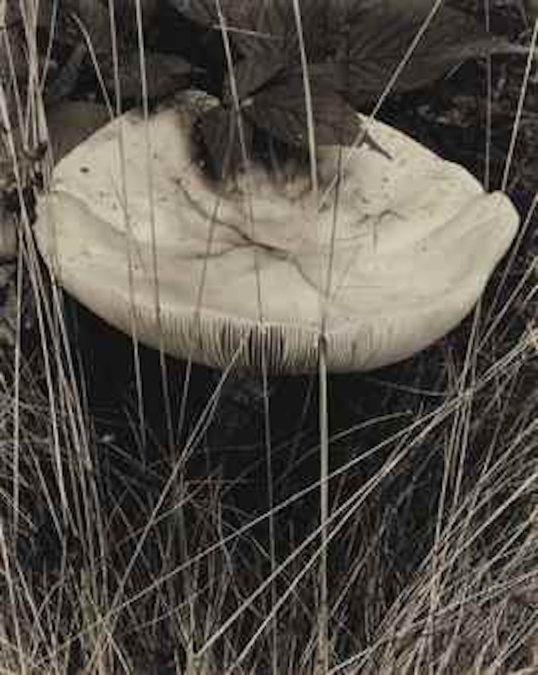 Toadstool and Grasses, Georgetown, Maine, 1928 by Paul Strand
