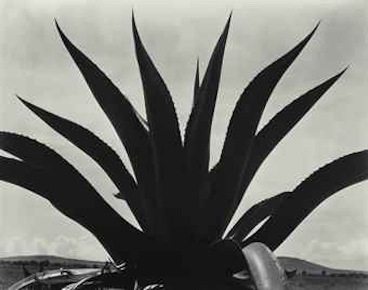 Maguey, Mexico, 1926 by Edward Weston