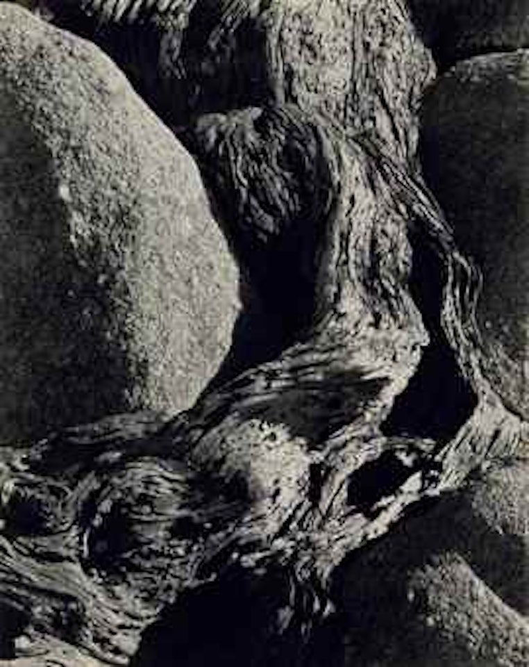 Cypress Root, Seventeen Mile Drive, 1929 by Edward Weston