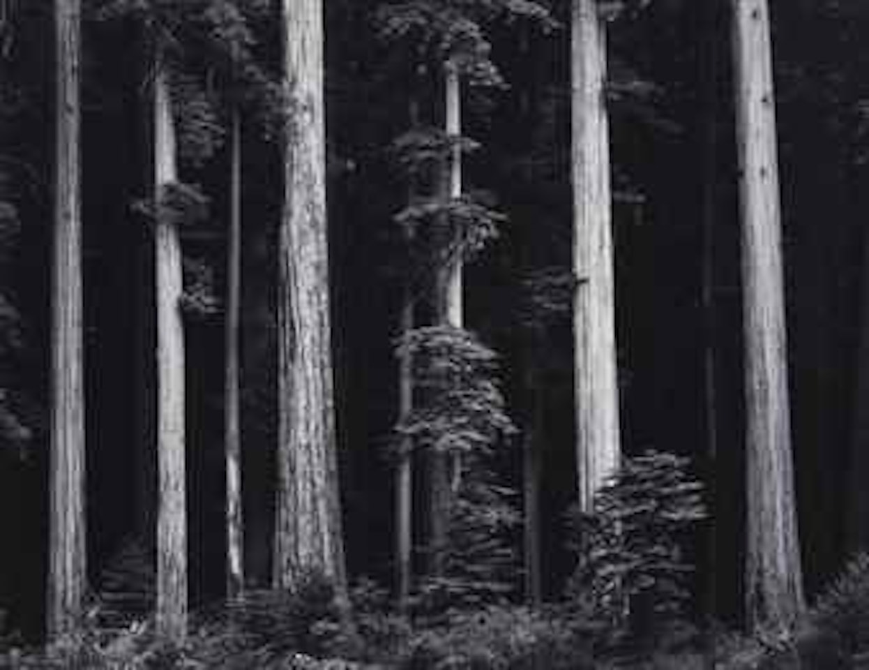 Redwoods, Bull Creek Flat, Northern California, 1960 by Ansel Adams