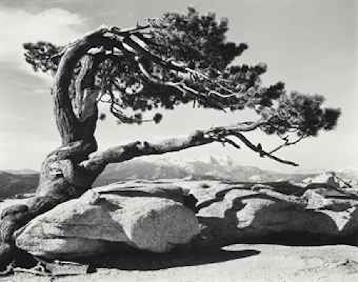 Jeffrey Pines, Sentinel Dome, Yosemite National Park, California, 1940 by Ansel Adams