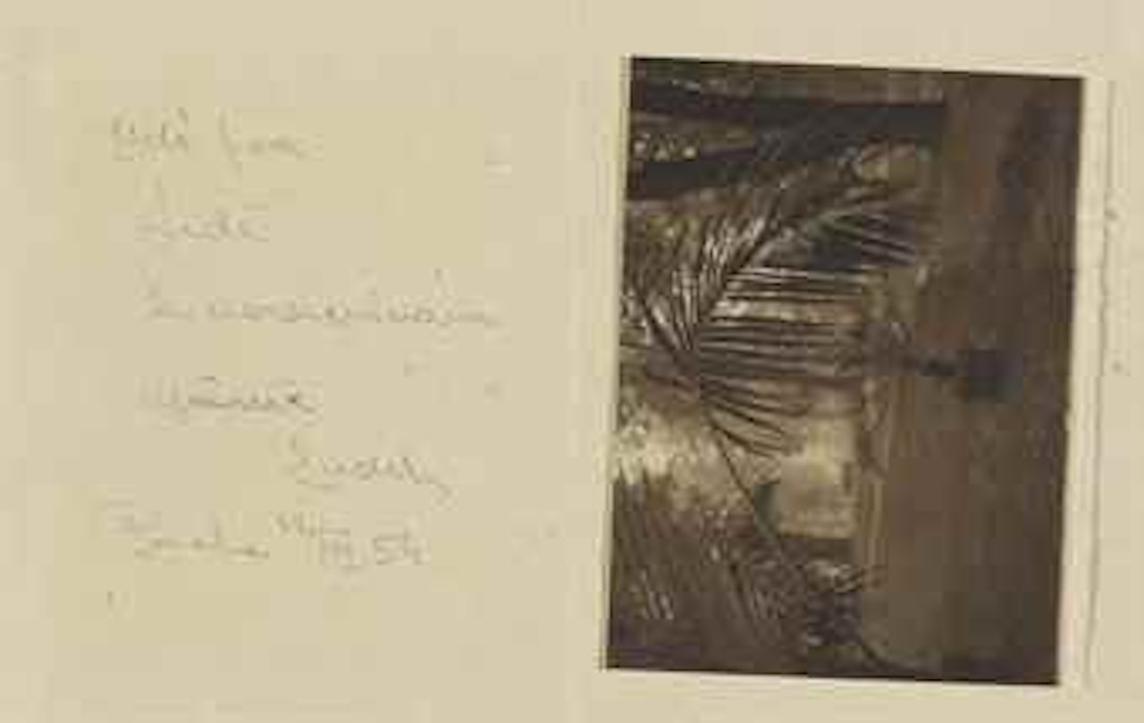 Palm in Prague Castle Gardens, 1942 by Josef Sudek