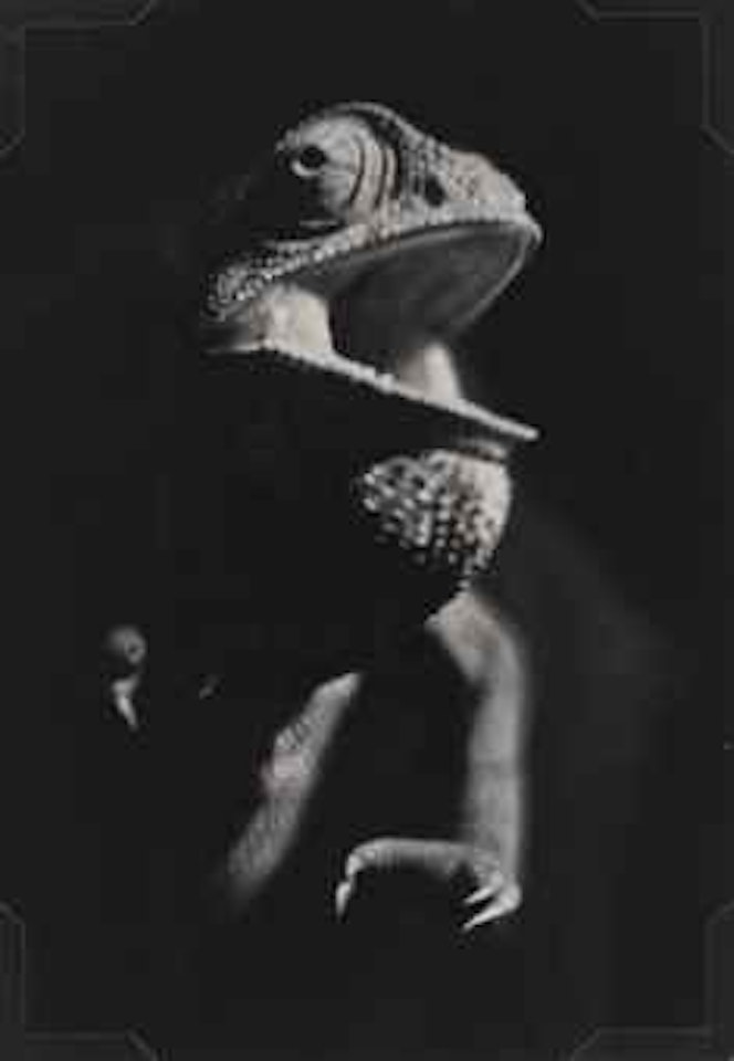 Crapeau, 1932 by Man Ray
