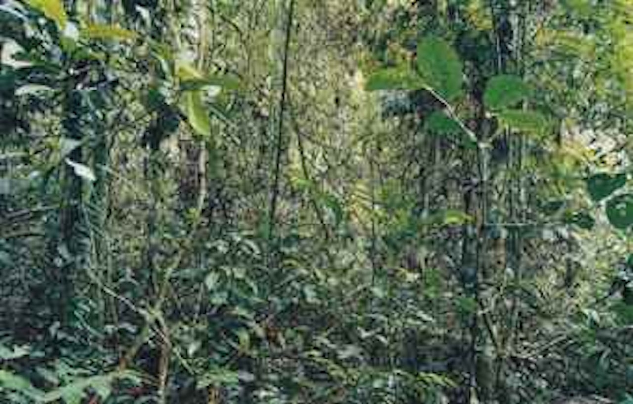 Paradise 29, Peru 2005 by Thomas Struth