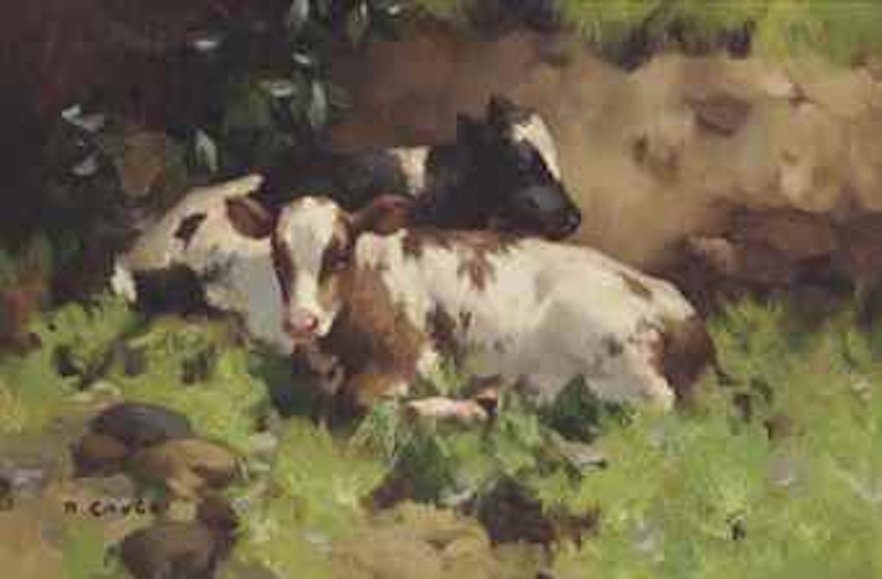 Ayrshire calves by David Gauld
