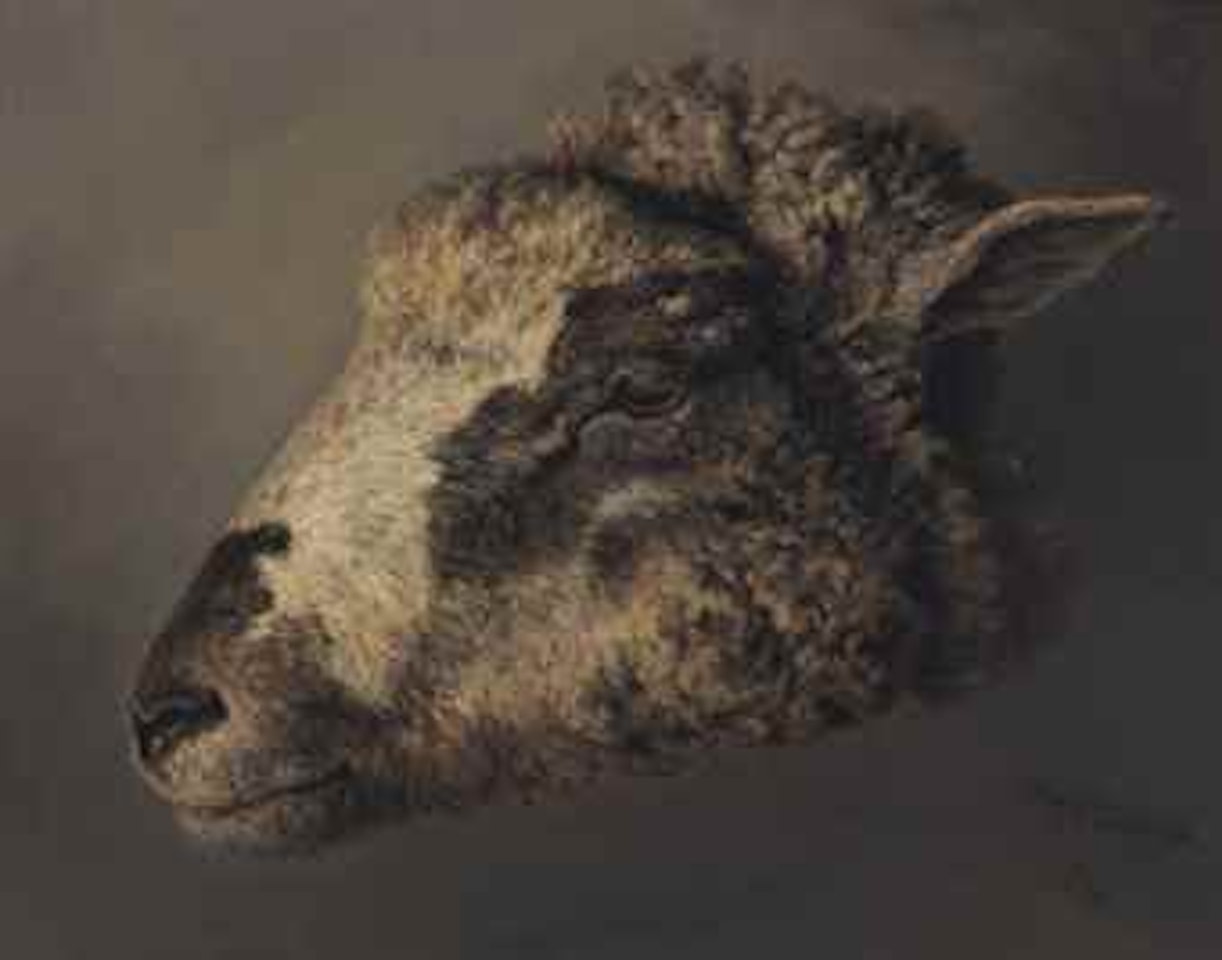 Study of a sheep's head by Thomas Sidney Cooper