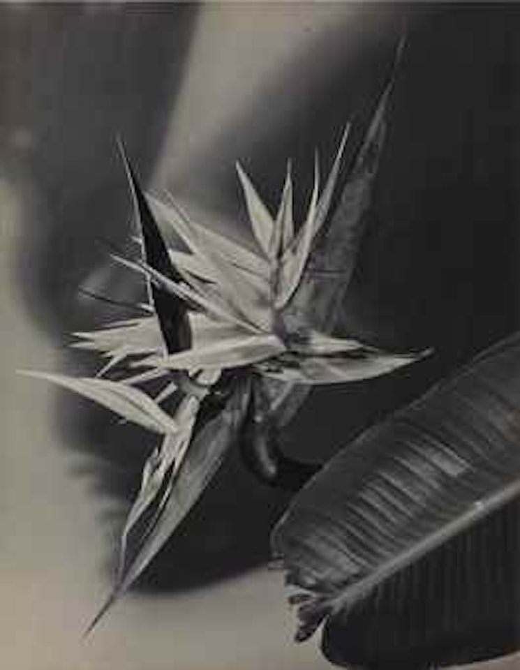 Untitled (Flower), 1940s by Man Ray