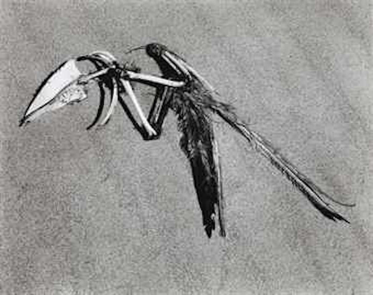 Bird Skeleton, Oceano, 1936 by Edward Weston