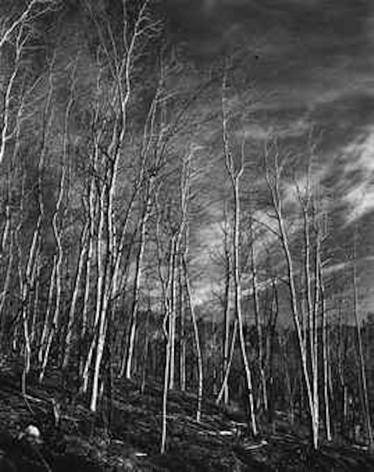 Aspen Valley, New Mexico, 1937 by Edward Weston