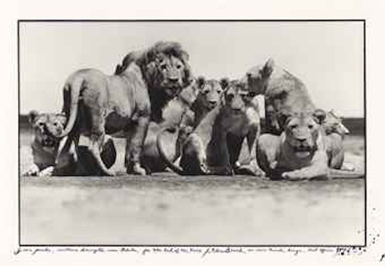 Lion Pride, Southern Serengetti near Ndutu, for The End of the Game, Nairobi, Kenya, East Africa, 1976 by Peter Beard