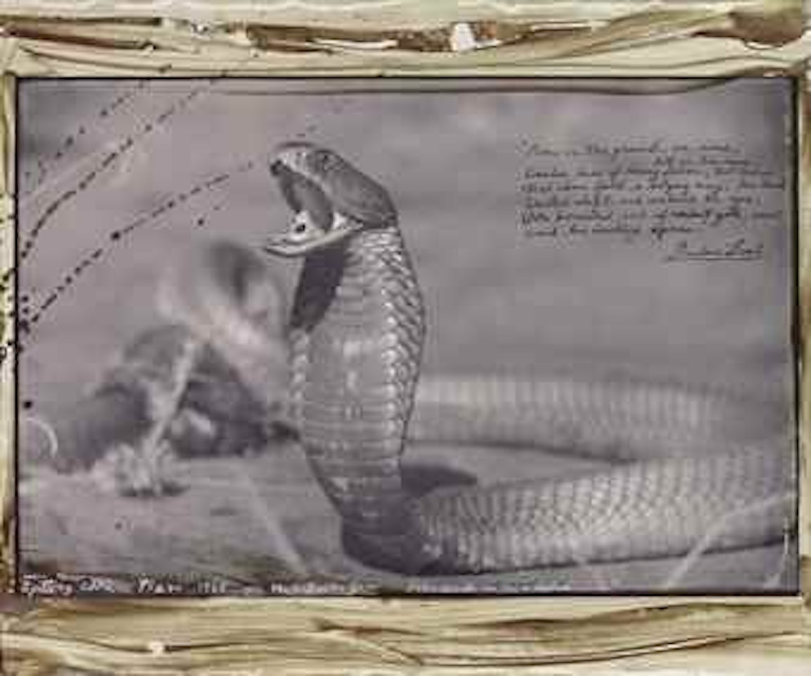 Spitting Cobra, Tsavo, 1960 by Peter Beard