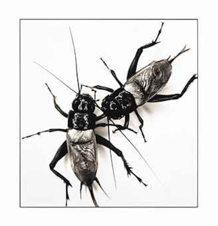 Two fighting crickets, New York, July 12, 2005 by Irving Penn