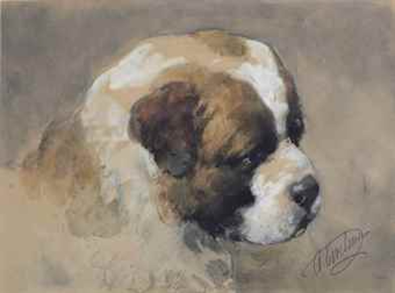 A study of a Saint Bernard puppy by Otto Eerelman