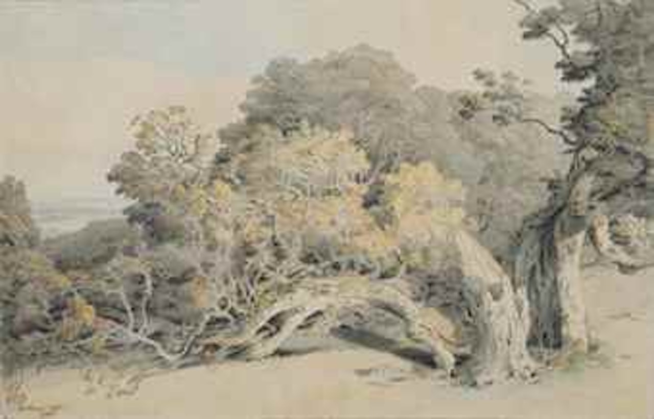 A study of a tree blown down in Peamore Park, near Exeter by Francis Towne