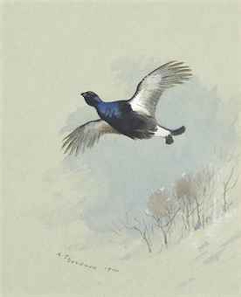 Black grouse in flight by Archibald Thorburn