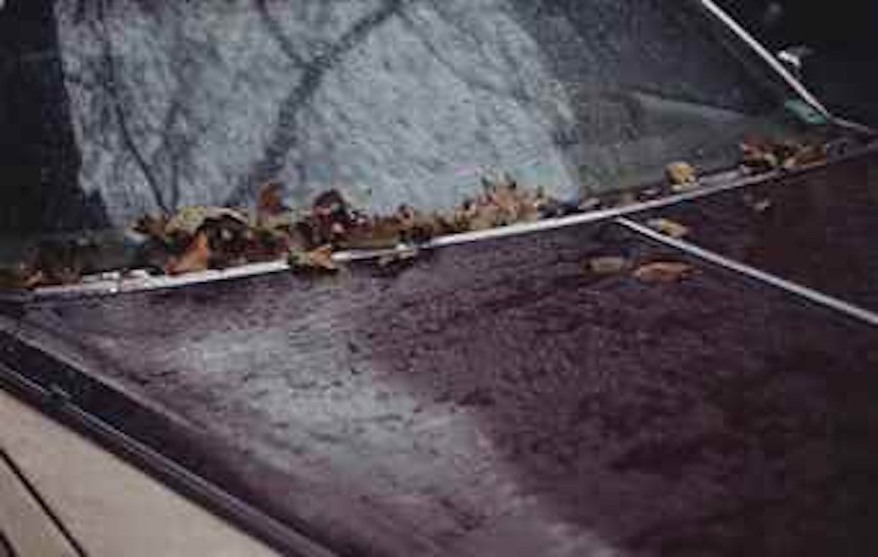 Leaves on Car, 1992 by Gabriel Orozco