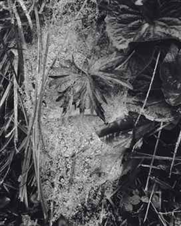 Cobweb in Rain, Georgetown, Maine, 1927 by Paul Strand