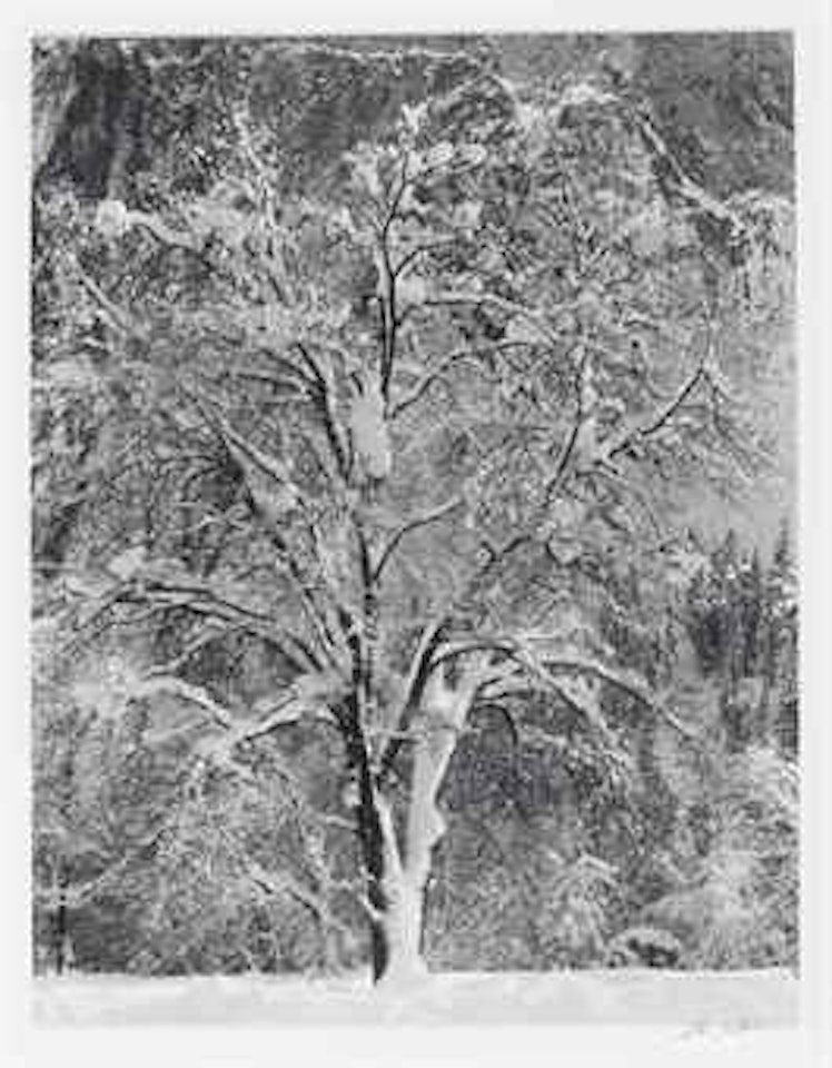 Oak Tree in Snow Against Cathedral Rock, Yosemite Valley, California, c. 1933 by Ansel Adams