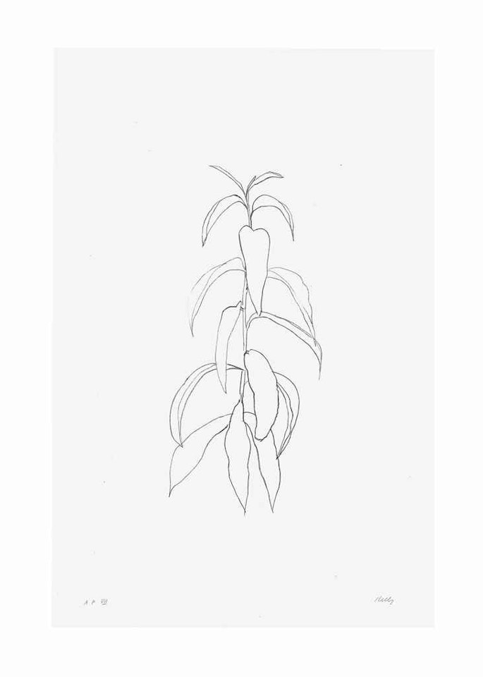 Peach Branch, from Leaves by Ellsworth Kelly