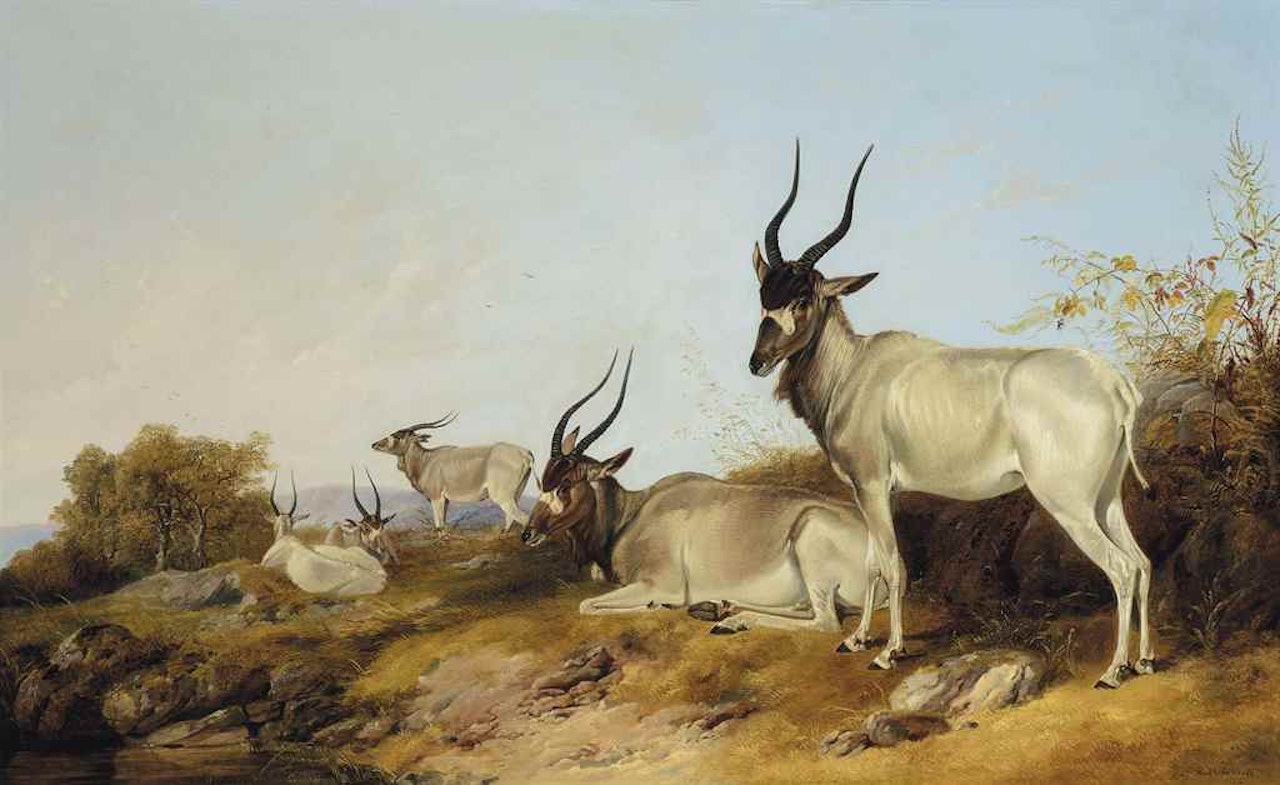 Addaxes in an extensive landscape by Richard Ansdell