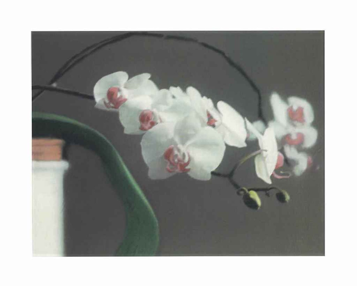 Orchidee II by Gerhard Richter