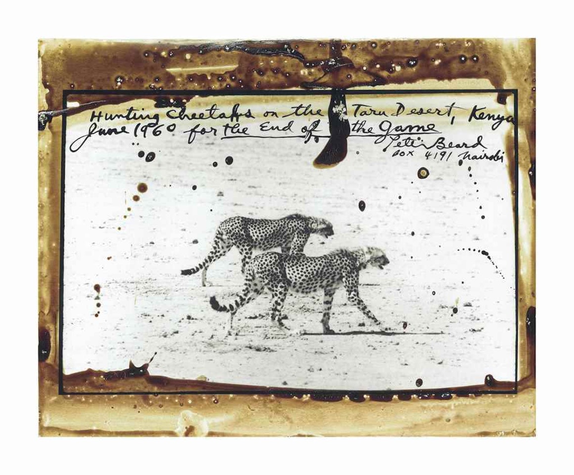 Hunting Cheetahs on the Taru Desert by Peter Beard