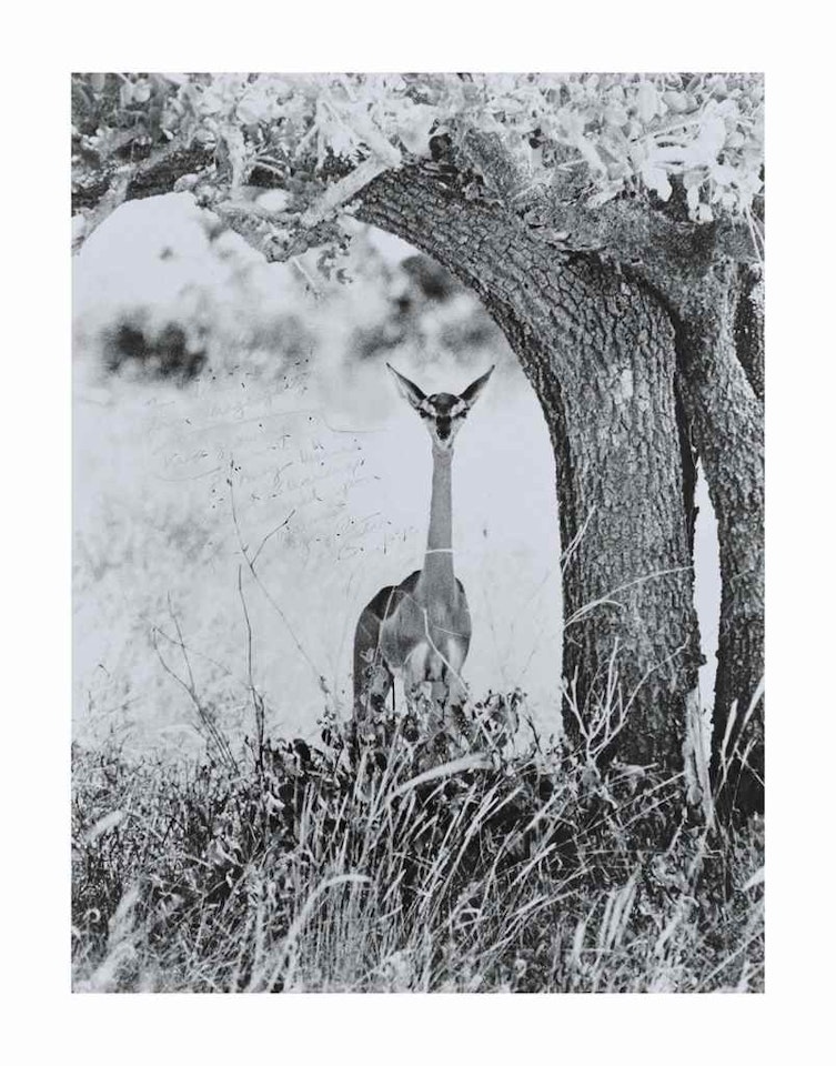 Geranuk, Kenya by Peter Beard