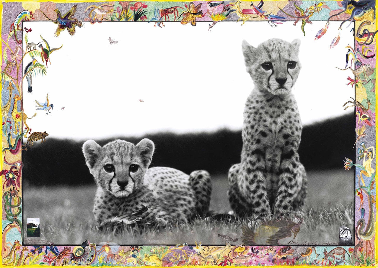 Orphaned Cheetah Cubs, Mweiga, near Nyeri, Kenya by Peter Beard