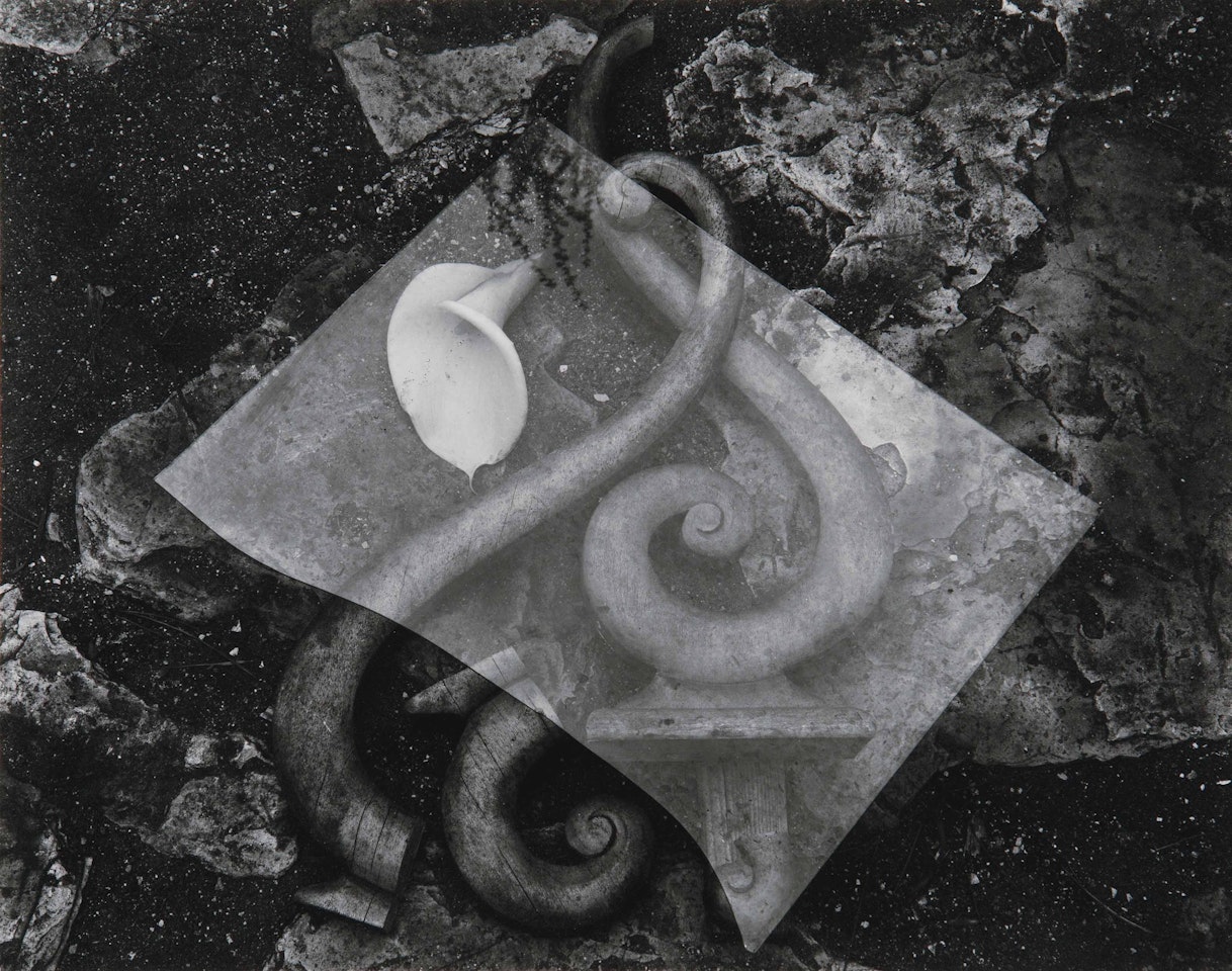 Glass and Lily by Edward Weston