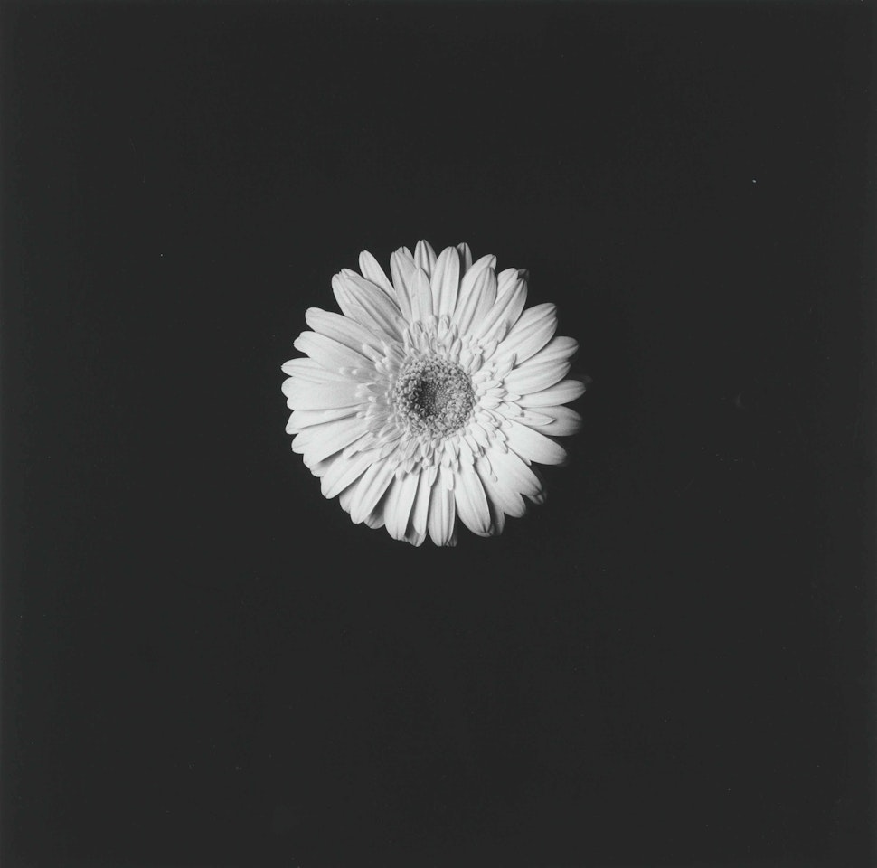 Flower by Robert Mapplethorpe
