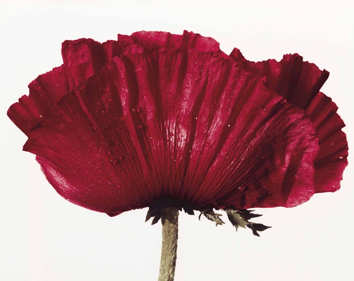Poppy: Glowing Embers, New York by Irving Penn