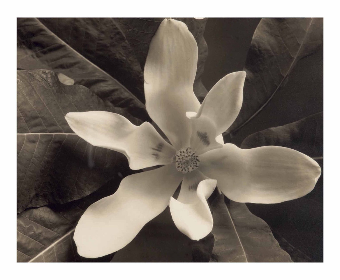 Magnolia Blossom, Voulangis by Edward Steichen