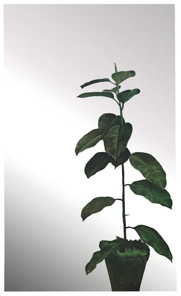Ficus by Michelangelo Pistoletto