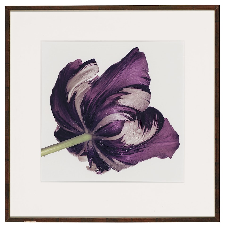 Cottage Tulip: Sorbet, New York by Irving Penn