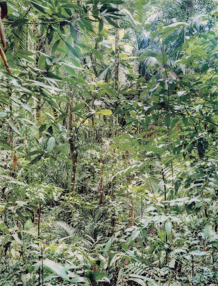 Paradise 22 Sao Francisco de Xavier, Brazil by Thomas Struth