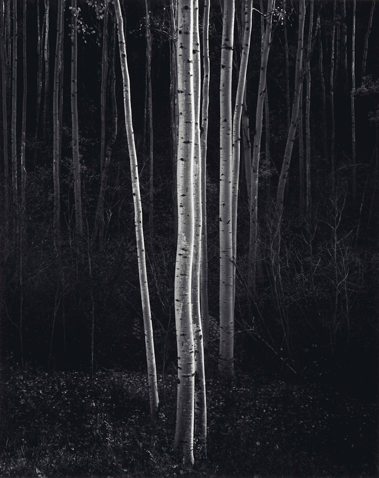 Aspens, Northern New Mexico by Ansel Adams