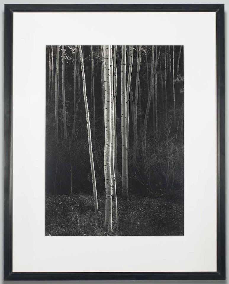 Aspens, Northern New Mexico by Ansel Adams