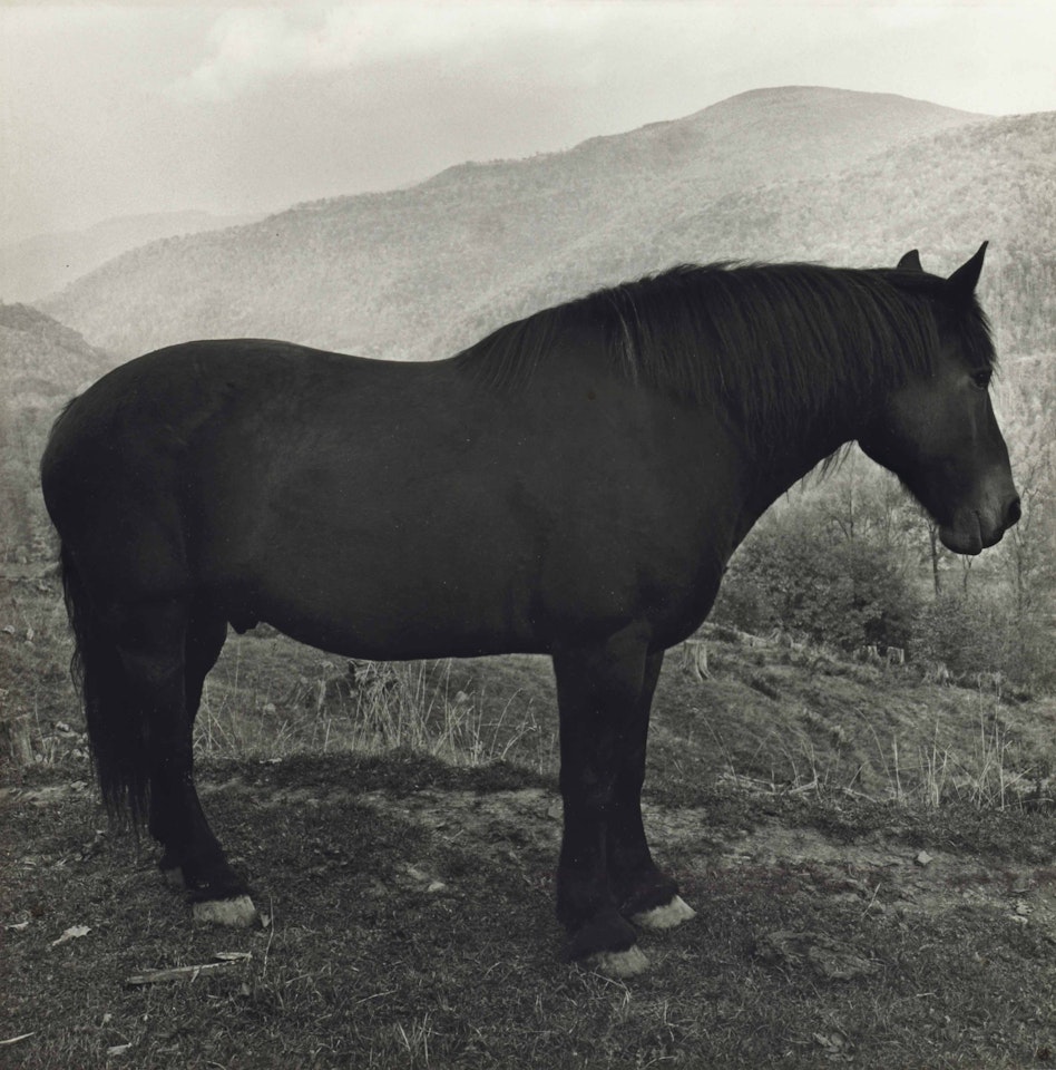 Horse in West Virginia Mountains by Peter Hujar