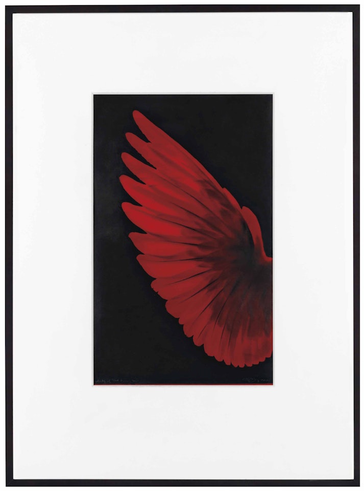 Study of Red Humming Bird by Robert Longo